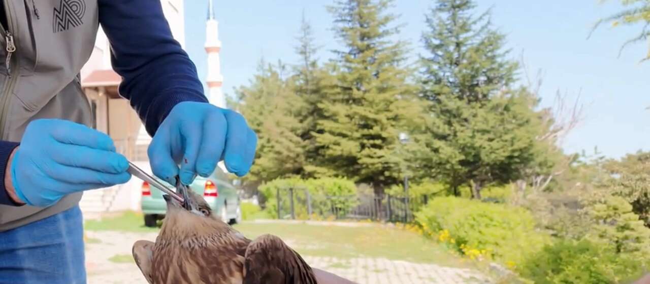 Konya dahil 11 ilde yaban hayatı için büyük mücadele! Açıklanan rakam şahane 5